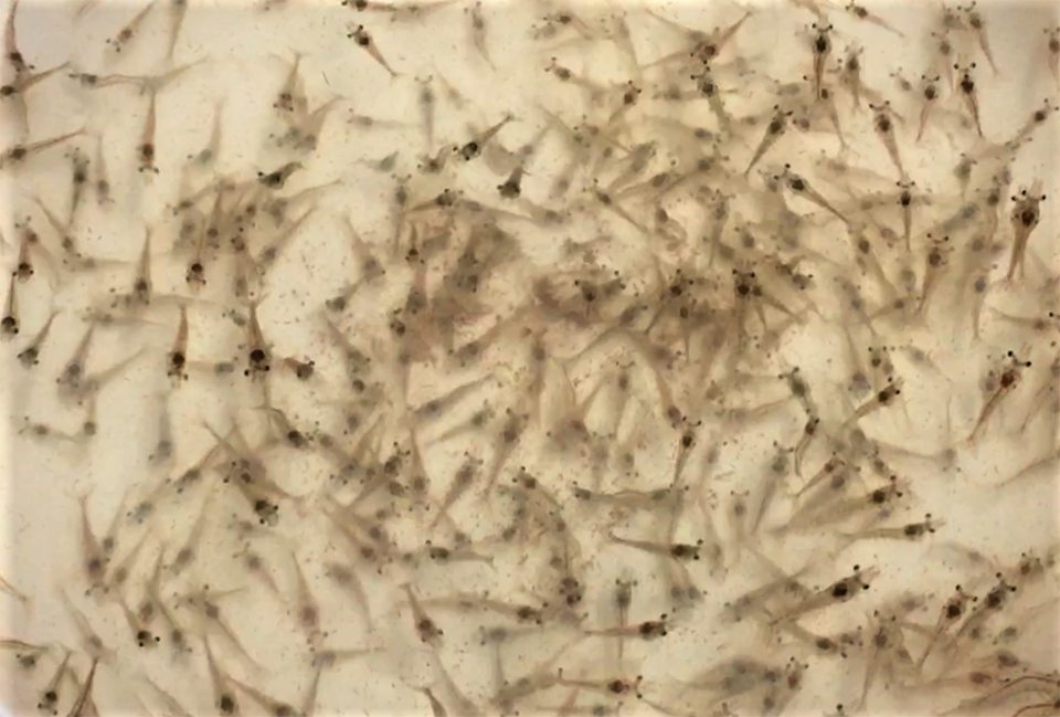 Article image for Dynamics of bacterial communities in Pacific white shrimp larvae