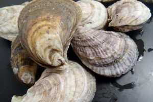 Investigating the potential for domestication selection in the Eastern oyster