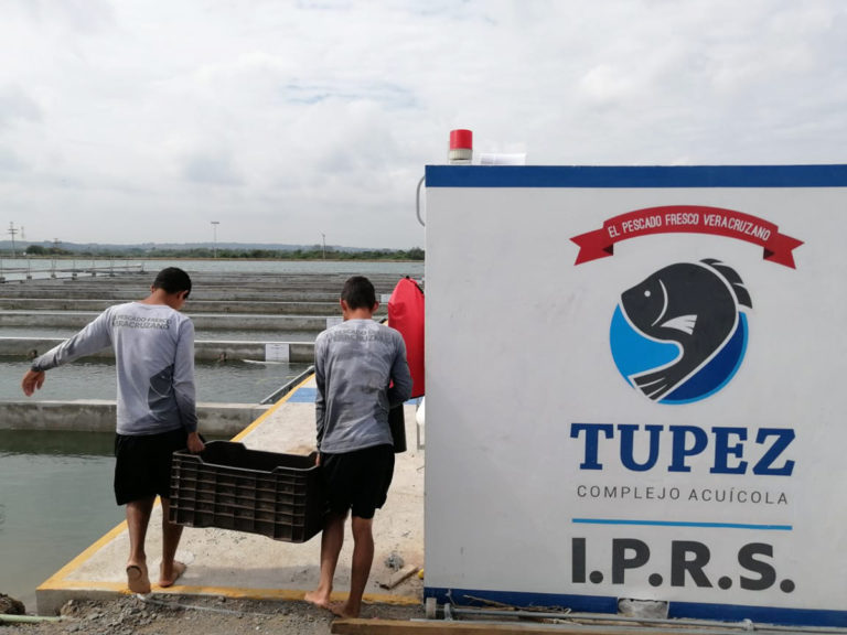 Article image for Evaluación de la producción comercial intensiva de tilapia del Nilo en IPRS