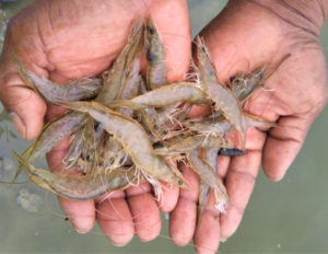 Transcriptomic analysis of Pacific white shrimp in response to AHPND