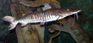 Evaluating resting time before slaughter on surubim fillet quality