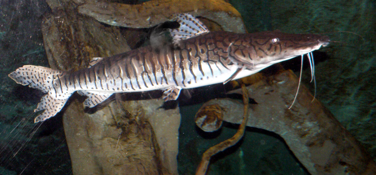 Article image for Evaluating resting time before slaughter on surubim fillet quality