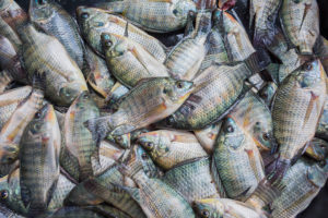 Can nutrition-sensitive aquaculture futureproof fish farming?