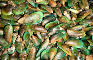 Green mussel culture using longlines and traditional stake methods in Indonesia