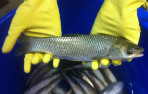 Evaluating effects of dietary soybean isoflavones in grass carp