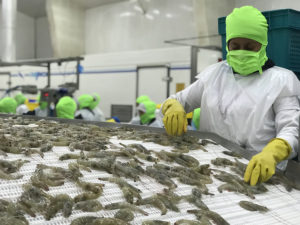 Ecuador’s shrimp industry clearing numerous hurdles in 2020
