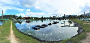 Evaluating shrimp microbiota diversity in an Aquamimicry system