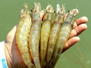 How India became the world’s top shrimp producer