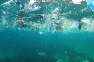 What threat do microplastics, a.k.a. ‘ocean hitchhikers’, pose to aquaculture?