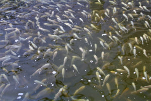 Effect of dietary non-starch polysaccharides on tilapia productivity in ponds
