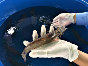 Pooled DNA genotyping with 2b-RAD method for Pacific white shrimp
