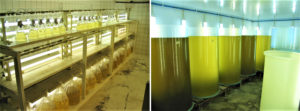 Modeling microalgae production cost in aquaculture hatcheries
