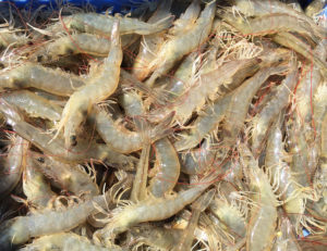 Environment, bacterial community dynamics and white feces disease outbreaks in shrimp ponds