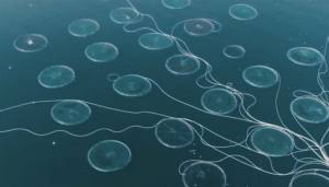 Apps, AI and algae: Meet Hatch Blue’s fourth cohort