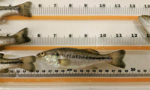 Is removing marine ingredients from largemouth bass diets possible?