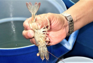 Reproductive performance of L. vannamei broodstock reared in ponds and tanks