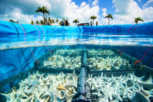 A wider view: Conservation aquaculture anchors coral reef restoration