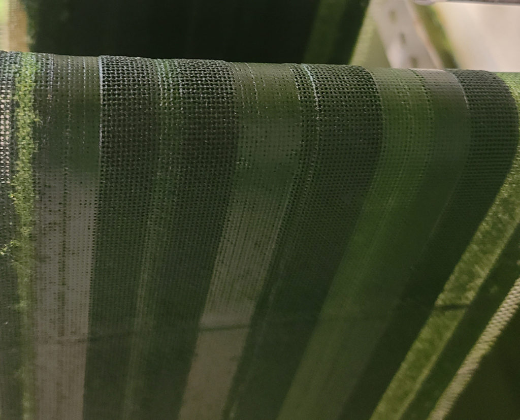 Article image for Could microalgae culture on a conveyor belt catch on?