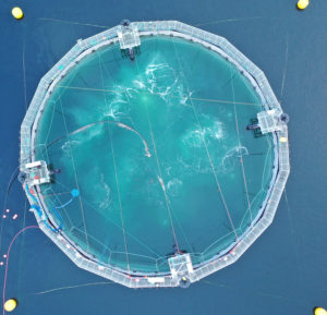 Not RAS, not net pens: Salmon farm concepts redefine barriers