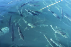 Heart rate bio-loggers as welfare indicators in Atlantic salmon aquaculture