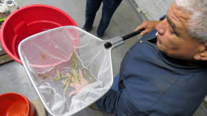 RAS shrimp producer may have found its field of dreams