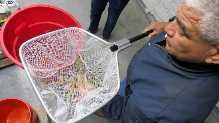 Article image for RAS shrimp producer may have found its field of dreams