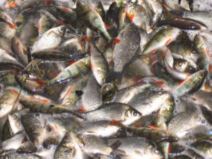 Global trends in antimicrobial use in aquaculture