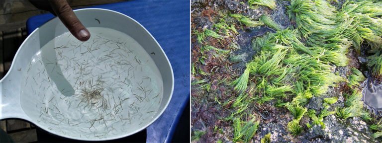 Article image for Use of a filamentous green alga and a microsnail as feed for black tiger shrimp