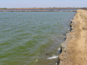 Dissolved and suspended solids in aquaculture systems