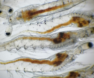 Impact on gut microbiota health in L. vannamei postlarvae after salinity reduction treatment