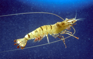 Considerations for maintaining family diversity in commercially mass-spawned penaeid shrimp