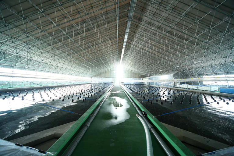 Article image for Power move: Japanese energy firm getting in on RAS shrimp
