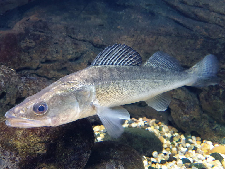 Article image for Polyculture of pikeperch juveniles in recirculating aquaculture systems