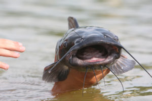 U.S. catfish industry seeking ‘tangential expertise’ to tackle off-flavors
