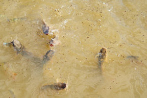 ‘We will very likely find it’: Microplastics warning sounded for aquafeeds