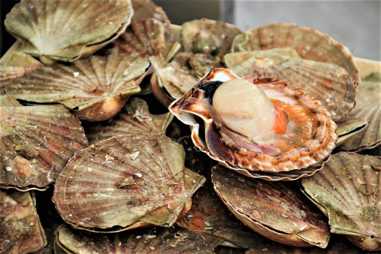 Article image for Utilization of feed and waste from salmon aquaculture by great scallop juveniles