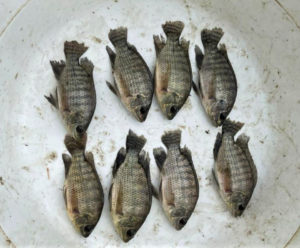 Evaluation of yeast-fermented poultry byproduct meal in Nile tilapia