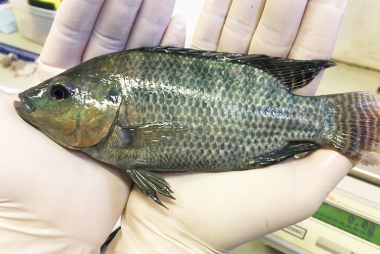 Article image for Effect of exogenous enzymes in plant-based diets on growth of Nile tilapia fingerlings