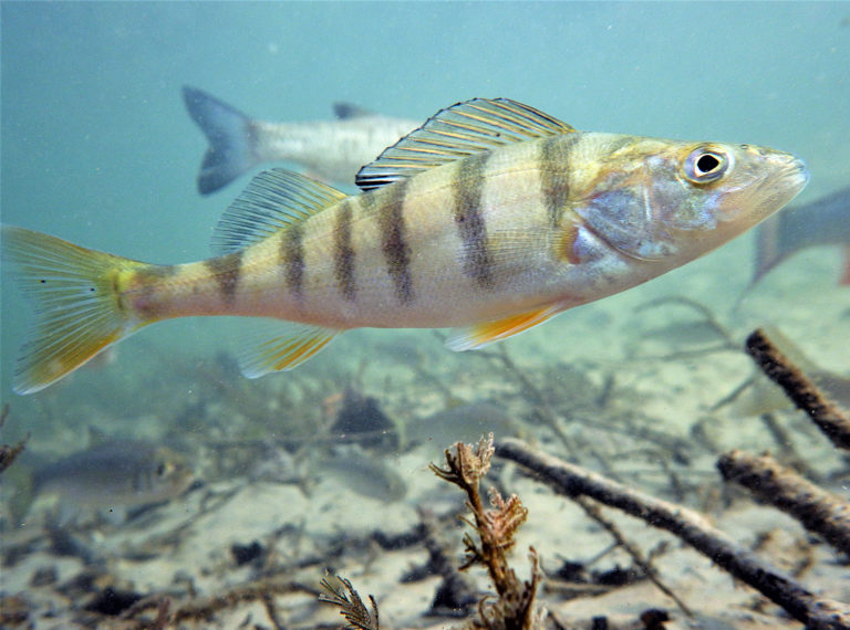 Article image for Comparing single-, multi-trait approaches to identify best wild candidate species for aquaculture