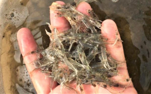 Effects of carbohydrate sources on a biofloc shrimp nursery