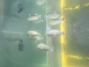 Going up: High hopes for a vertical aquaculture venture