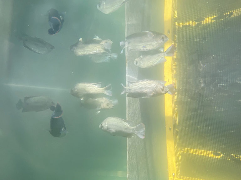 Article image for Going up: High hopes for a vertical aquaculture venture