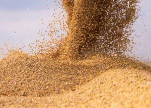 Soy helped build aquaculture into a global force. How far can it take it?