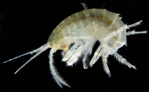 Underutilized marine organisms as potential aquaculture feed ingredients