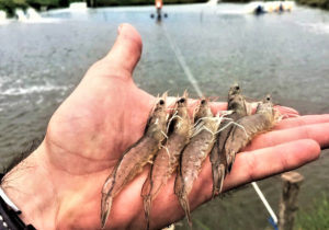 Influence of stressors on shrimp susceptibility to White Spot Disease, Part 1