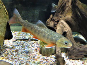 Broodstock management and early hatchery rearing of Arctic charr