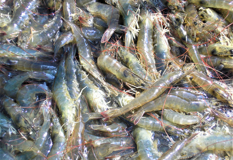 Article image for Efecto de los oligosacáridos de manano en la microbiota y la productividad del camarón blanco del Pacífico en Ecuador