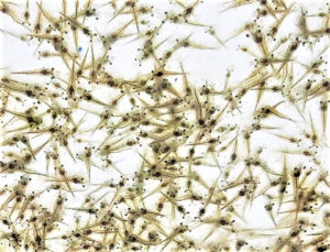 Determination of the infectious agent of Translucent Postlarva Disease in Pacific white shrimp