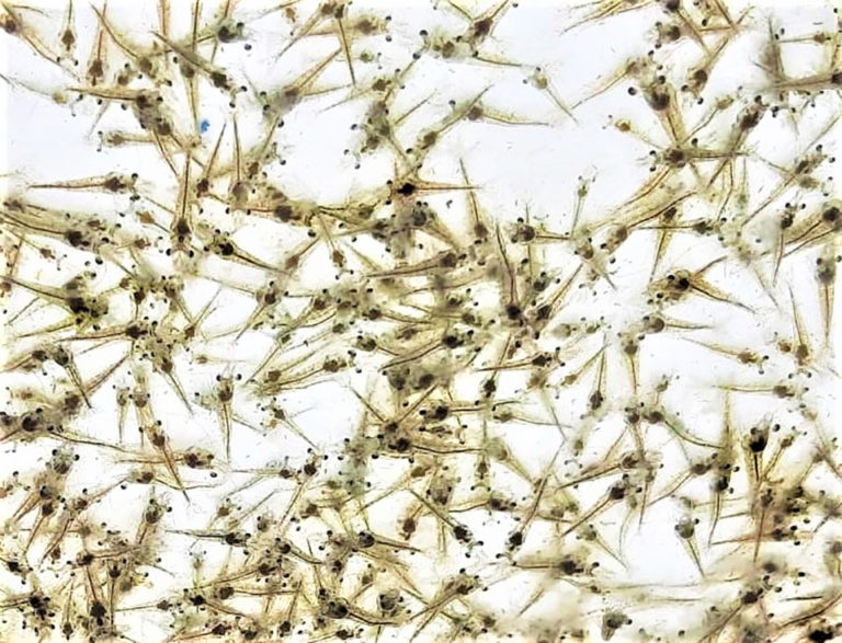 Article image for Determination of the infectious agent of Translucent Postlarva Disease in Pacific white shrimp