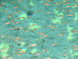 Implications of excessive water iron to fish health and some mitigation strategies